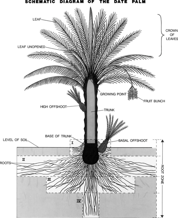 schematic diagram of date palm